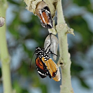 Butterfly Metaphor